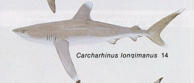 Carcharhinus longimanus